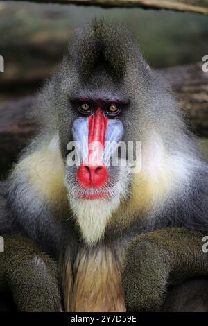 Mandrill (Mandrillus Sphinx), Erwachsene, männlich, Porträt Stockfoto