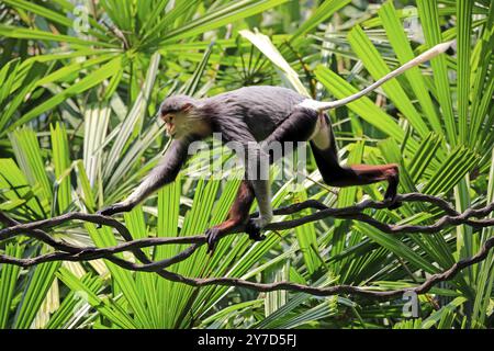 Rotschenkelaffen (Pygathrix nemaeus), erwachsen, auf Baum, klettern, mit Nahrung Stockfoto