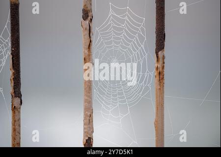 Spinnennetz mit Wassertröpfchen zwischen zwei weißen rostigen Spindeln auf einem Geländer an einem Nebelmorgen Stockfoto