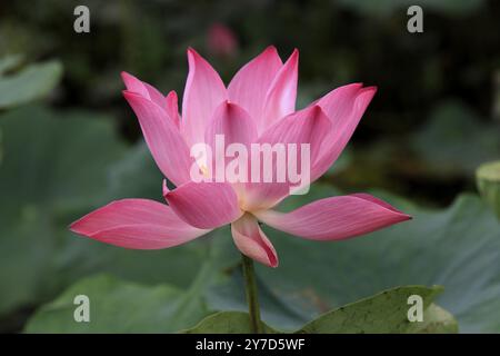 Indische Lotusblume (Nelumbo nucifera), blühend, Blume, Wasserpflanze Kinabalu, Sabah, Malaysia, Borneo, Asien Stockfoto