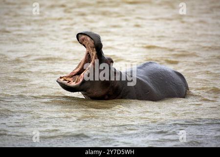 Hippopotamus (Hippopatamus amphibius), adult, im Wasser, bedrohlich, Gähnen, St. Lucia Mündung, Isimangaliso Wetland Park, Kwazulu Natal, South Afr Stockfoto