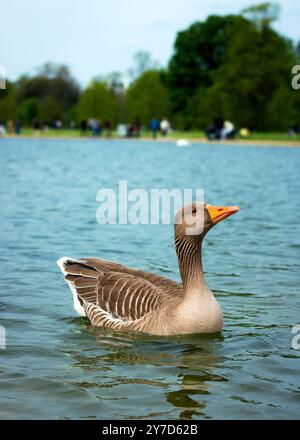 London, England, April 30 2023: Birds at Kensington Gardens Greyleg Gans posieren für die Kamera Stockfoto