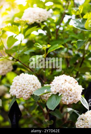 Viburnum blüht in den Kensington Gardens mit grünem Laubhintergrund und einem Lichtstrahl Stockfoto