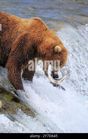 Grizzlybär (Ursus arctos horribilis), erwachsen, im Wasser, im Sommer, mit Lachs, Jagd, mit Beute, Essen, Brookes River, Katmai Nationalpark, Leider Stockfoto