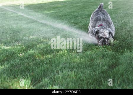 Nasse happy pet Schnauzer hunde Welpen spielen mit Wasser, trinken von Sprinkler in einem heissen Tag Stockfoto
