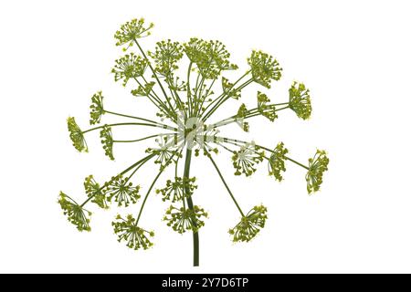 Dill Blume auf weißem Hintergrund Stockfoto