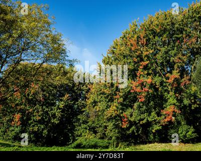 Einige Bäume zeigen einige Ocker-Farben. Mit dem Herbstwetter haben sich die Farben in der Natur verändert, und nach mehreren regnerischen Tagen konnten die Menschen die warmen Temperaturen auf dem Land genießen. Der Herbst ist die perfekte Jahreszeit, um Fotos von der Natur zu machen und die herrlichen Sehenswürdigkeiten zu genießen. Die Niederlande haben viele bewaldete Gebiete mit Wanderwegen, die leicht zu folgen sind. Stockfoto