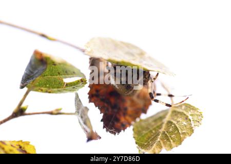 Vierfleckige Kreuzspinne (Araneus quadratus), versteckt in der Nähe ihres Netzes, Schleswig-Holstein, Deutschland, Europa Stockfoto