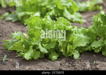 Salat wächst im Boden. Frisches, junges Grün, das auf dem Bauernhof wächst, Pflanzen aus der Nähe Stockfoto