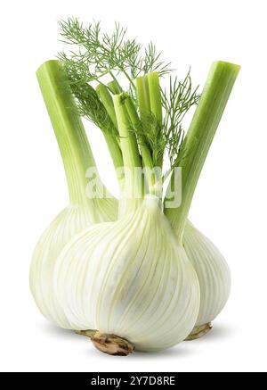 Frische Fenchelknolle isoliert auf weißem Hintergrund. Beschneidungspfad Stockfoto