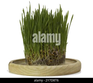 Weizenmikrogreens, Weizensprossen auf einer Holzschale aus der Nahaufnahme. Konzept der gesunden Ernährung Stockfoto