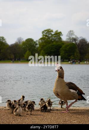 London, England, April 30 2023: Vögel in den Kensington Gardens, ägyptische Gans und Entlein am See posieren für das Foto Stockfoto