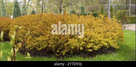 Gelber Forsythia-Busch, der auf den Ohrringen des Rasens wächst Und Rasengras Stockfoto