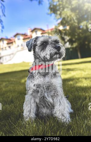 Porträt eines schönen Hundeschnauzers, der auf dem Gras sitzt und in die Ferne im Park blickt. Das Konzept der Liebe zu Tieren. Bester Freund Stockfoto