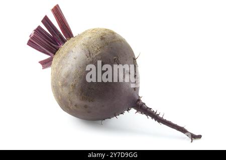 Rote Tischrüben isoliert auf weißem Hintergrund Stockfoto