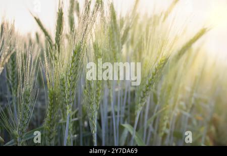 Morgentau auf Gerstenstacheln, junge Gerste auf dem Feld, die in Tau und Morgensonne getaucht war Stockfoto