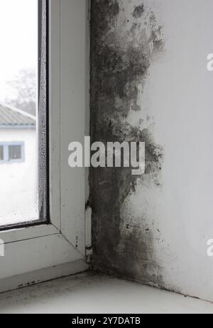 Das Fenster ist in der Mitte des Hauses mit Schimmel bedeckt. Starke Bildung des schwarzen Pilzes. Übermäßige Luftfeuchtigkeit und Kondensation bildeten einen schwarzen Nati Stockfoto