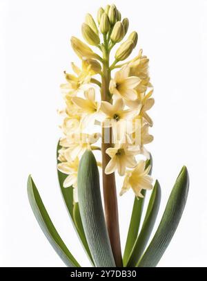 Nahaufnahme der frischen Frühlingsgelben Hyazinthe oder Hyacinthus-Blumenzwiebeln in voller Blüte auf weißem Hintergrund Stockfoto