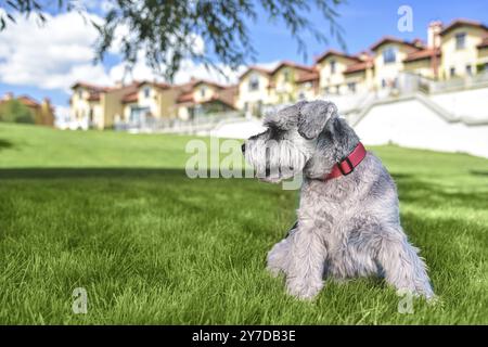 Porträt eines schönen Hundeschnauzers, der auf dem Gras sitzt und in die Ferne im Park blickt. Das Konzept der Liebe zu Tieren. Beste Freunde Stockfoto