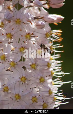 Eremurus himalaicus Nahaufnahme mit einer Biene, die Nektar aus Blumen sammelt Stockfoto