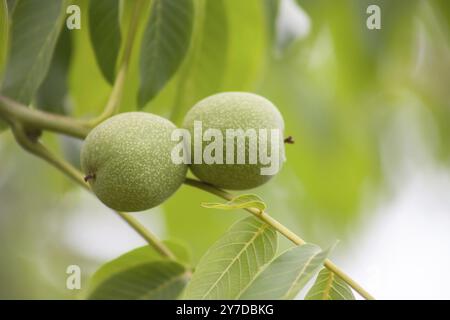 Junge Walnuss wächst auf einem Baum. Früchte auf einem Hintergrund von grünen Blättern Stockfoto