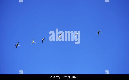 Schwäne fliegen am klaren Himmel. Wilde Gänse auf einem Hintergrund von blauem wolkenlosem Himmel an einem sonnigen, warmen Morgen Stockfoto