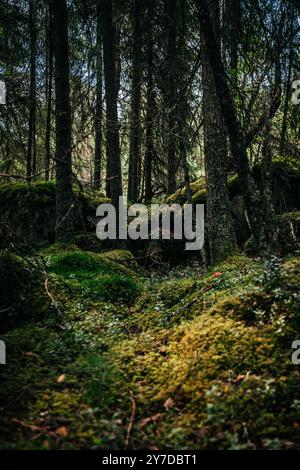 Ein ruhiger, dichter Wald in Idre Dalarna, Schweden, üppiges Moos, das den Boden bedeckt, und Felsbrocken umgeben von hohen Bäumen in einer friedlichen natürlichen Umgebung Stockfoto