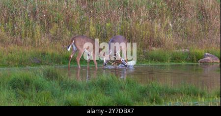 Weißschwanzbock-Sparring an einem Septemberabend im Norden von Wisconsin. Stockfoto