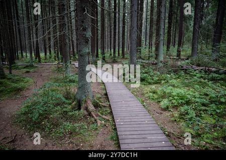 Ökologischer Pfad im Herbst, Wanderweg im Nationalpark durch dichten dunklen Nadelfichtenwald Stockfoto