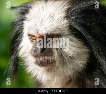 Die weißköpfige Murmeltier, auch bekannt als die Tufted-Ohr Murmeltier, Geoffroy's Murmeltier oder Geoffrey's Murmeltier, aus Brasilien, wo sie als die bekannt sind Stockfoto