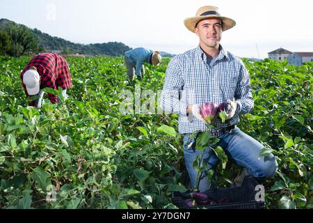 Lächelnder Bauer sammelt Auberginen auf dem Feld Stockfoto