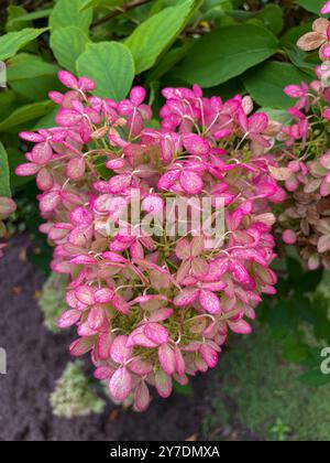 Rispen Hortensie, Hydrangea, in weiß rosa Tönen Stockfoto