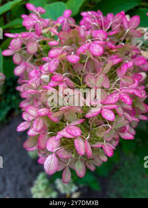 Rispen Hortensie, Hydrangea, in weiß rosa Tönen Stockfoto