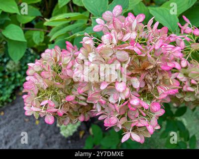 Rispen Hortensie, Hydrangea, in weiß rosa Tönen Stockfoto