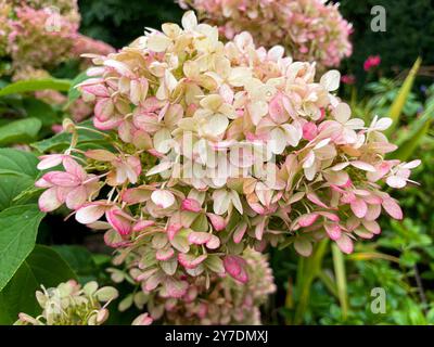 Rispen Hortensie, Hydrangea, in weiß rosa Tönen Stockfoto