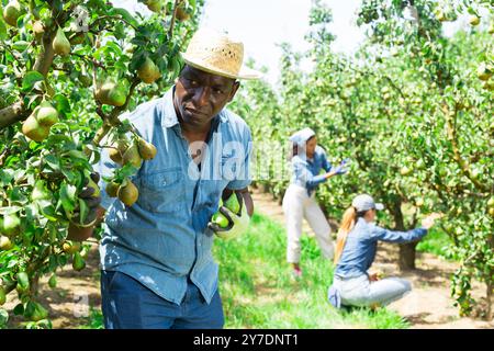 Mann Bauer pflücken Birnen im Obstgarten Stockfoto