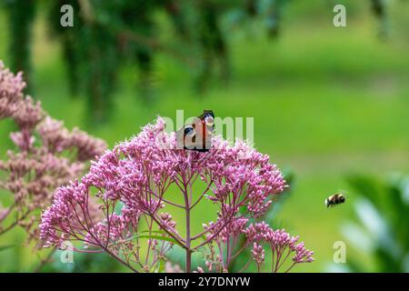 Tagpfauenauge Schmetterling auf einer Fetthenne Blüte Stockfoto