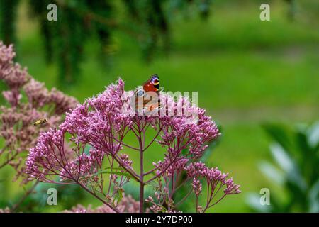 Tagpfauenauge Schmetterling auf einer Fetthenne Blüte Stockfoto