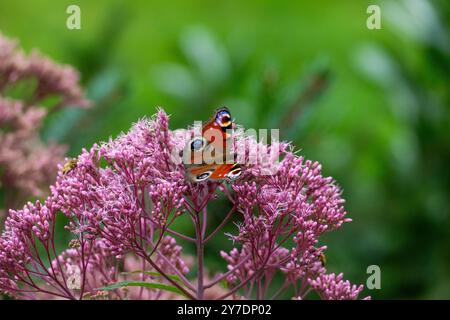 Tagpfauenauge Schmetterling auf einer Fetthenne Blüte Stockfoto