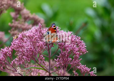 Tagpfauenauge Schmetterling auf einer Fetthenne Blüte Stockfoto