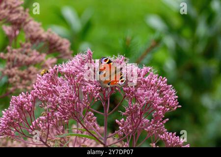 Tagpfauenauge Schmetterling auf einer Fetthenne Blüte Stockfoto