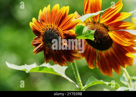 Sonnenblume „Abendsonne“ Stockfoto