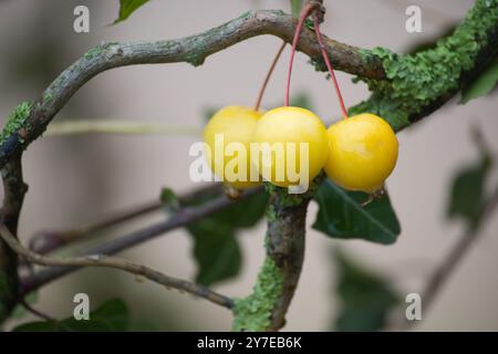 Close-up of Golden Hornet crab apples on a branch with vibrant yellow hues against a soft natural background in autumn Stockfoto