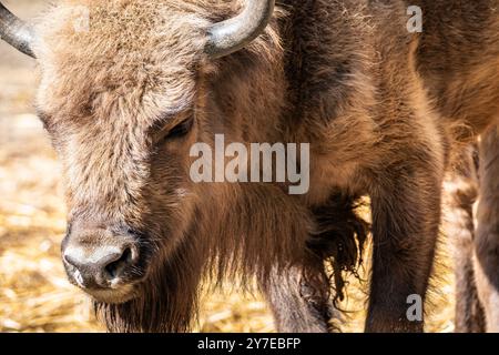 Eine Nahaufnahme eines Bisons, der in einem sonnendurchfluteten Feld am späten Nachmittag in einem ruhigen natürlichen Lebensraum weidet Stockfoto