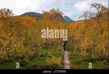 10. September 2024: Ein einsamer Wanderer hält an, um die farbenfrohen Herbstfarben des UNESCO-Weltkulturerbes, Stora Sjofallet Nationalpark, Laponia, Gallivare, Schweden, zu bewundern. Stockfoto