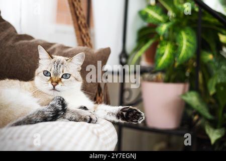 Zwei süße verspielte weiße graue Katzen liegen auf der Couch mit handgefertigten Kissen aus Textil Stockfoto