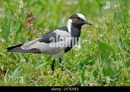 Ein Schmied, der sich in Südafrika niederschlägt (Vanellus armatus) Stockfoto