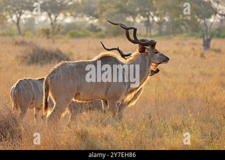 Beleuchtete Kudu-Antilopen (Tragelaphus strepsiceros), Kruger-Nationalpark, Südafrika Stockfoto