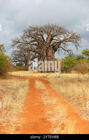 Große Baobab-Bäume in der Mopane-Savanne während der Trockenzeit, Provinz Limpopo, Südafrika Stockfoto