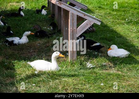 Enten auf dem Gras in Lance Cove auf Bell Island, Neufundland & Labrador, Kanada Stockfoto